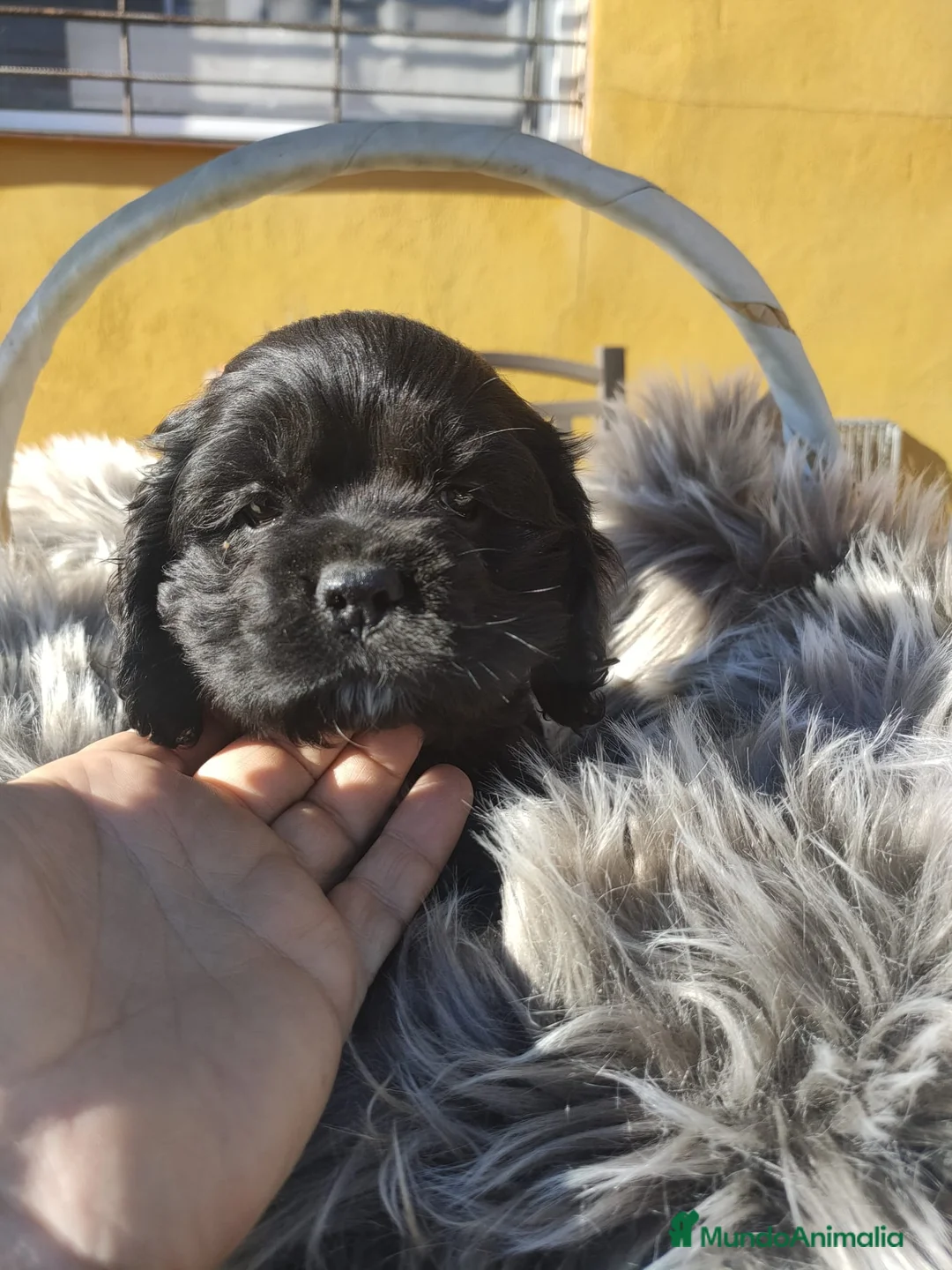 Cocker Spaniel Americano perros en venta: Cocker Americano de Carfi - Anuncio 9