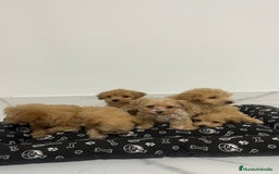 Maltipoo perros en venta: Cachorros de maltipoo disponibles  - Imagen 3