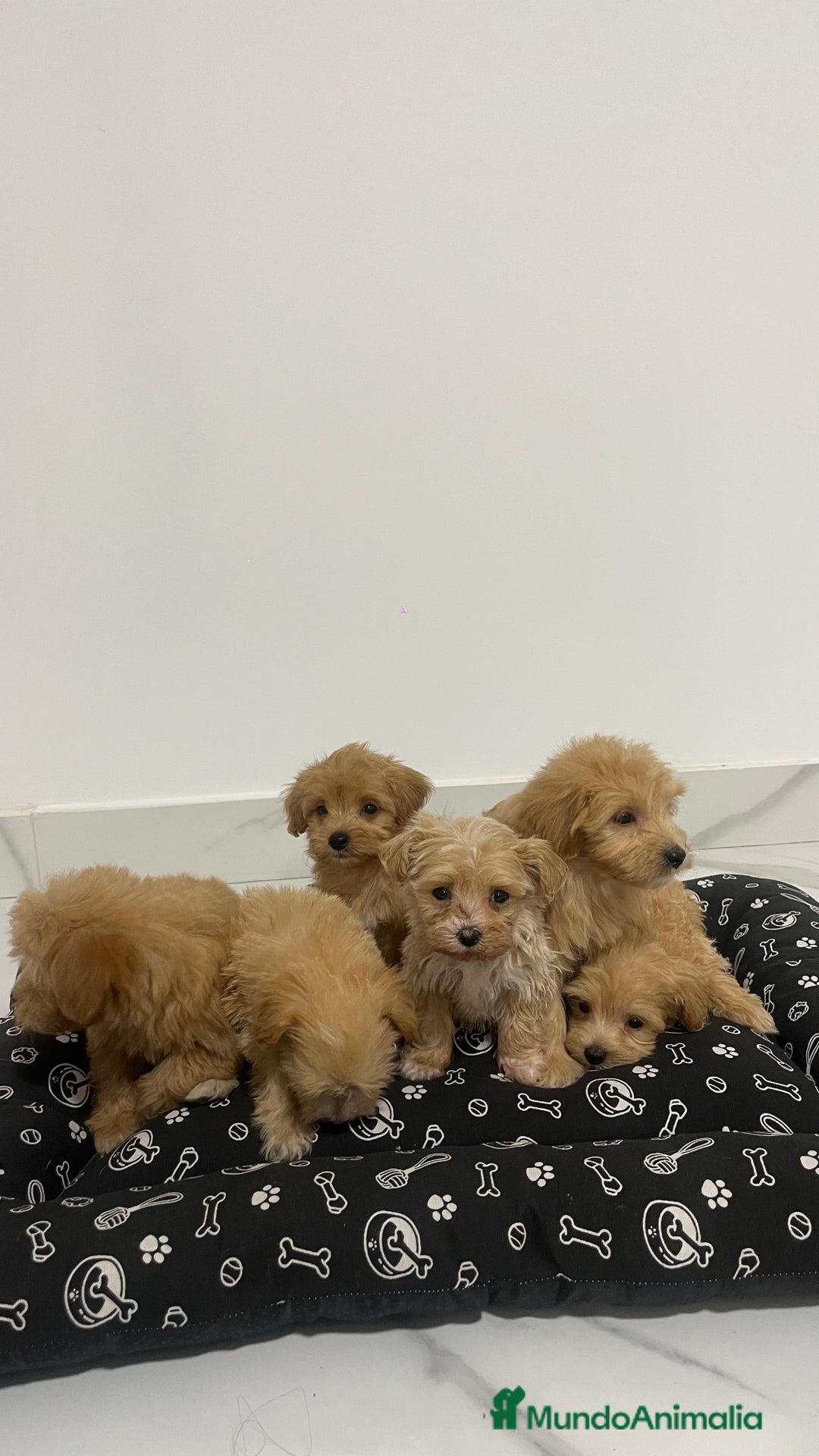 Maltipoo perros en venta: Cachorros de maltipoo disponibles  - Imagen 3