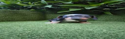 Teckel Miniatura perros en venta: preciosa camada teckel miniatura  - Anuncio 13