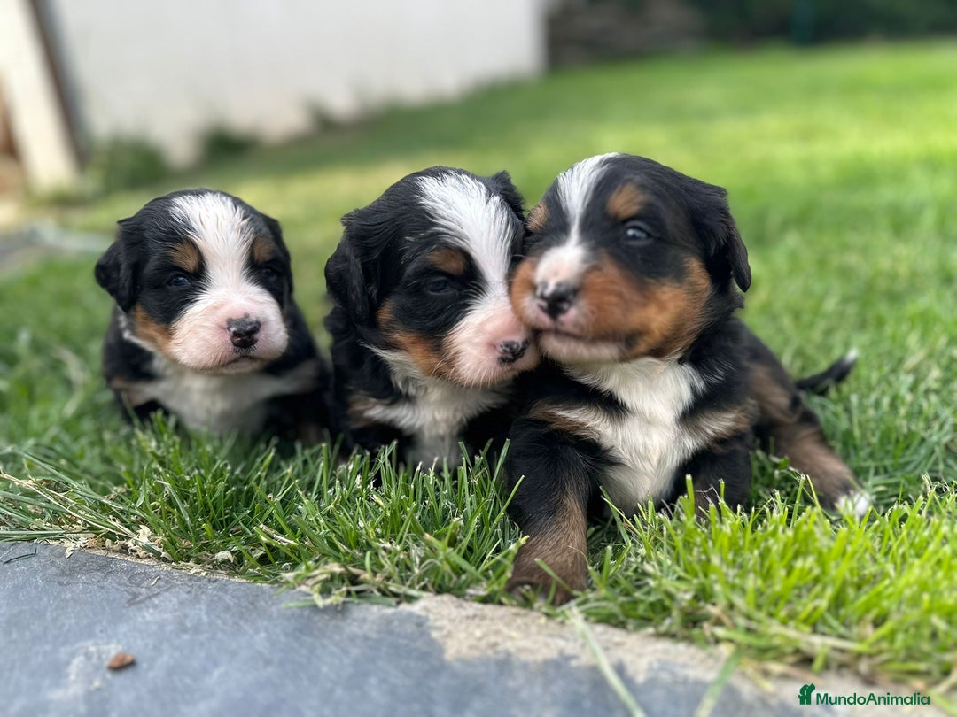 Boyero de Berna perros en venta: Preciosos Boyeros en Salamanca - Imagen 1