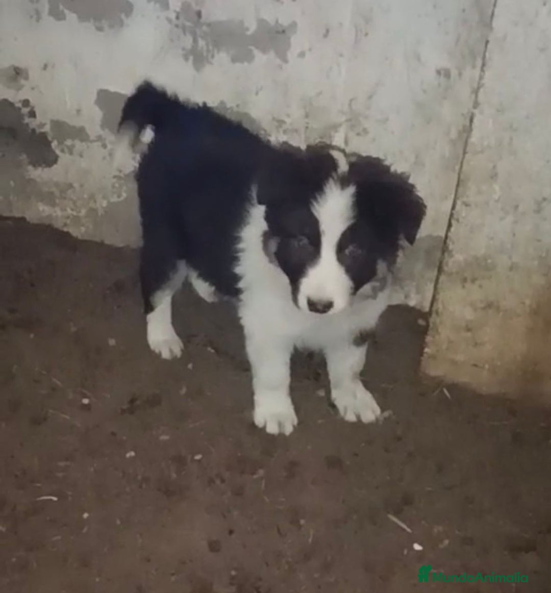 Border Collie perros en venta: Border collie tricolor chocolate  - Anuncio 6
