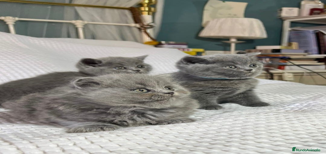 Imagen de galería {{count}}