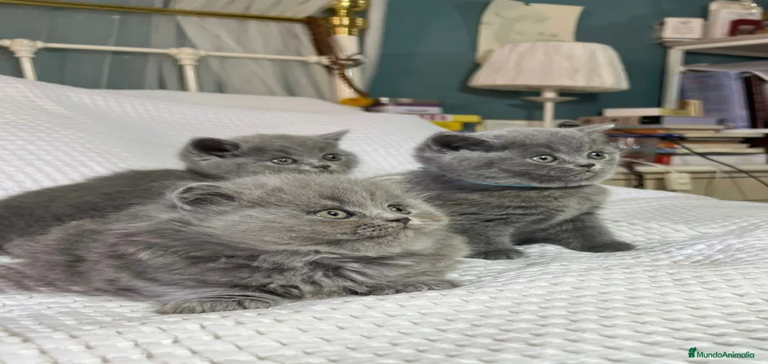 Imagen de galería {{count}}