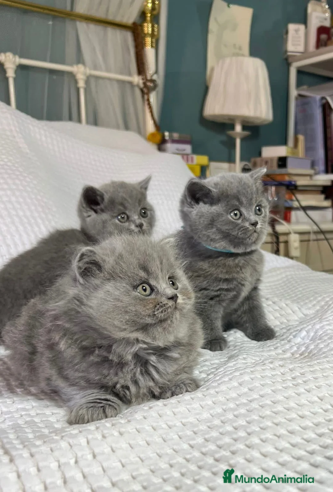 Imagen de galería {{count}}