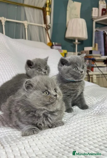 Imagen de galería {{count}}