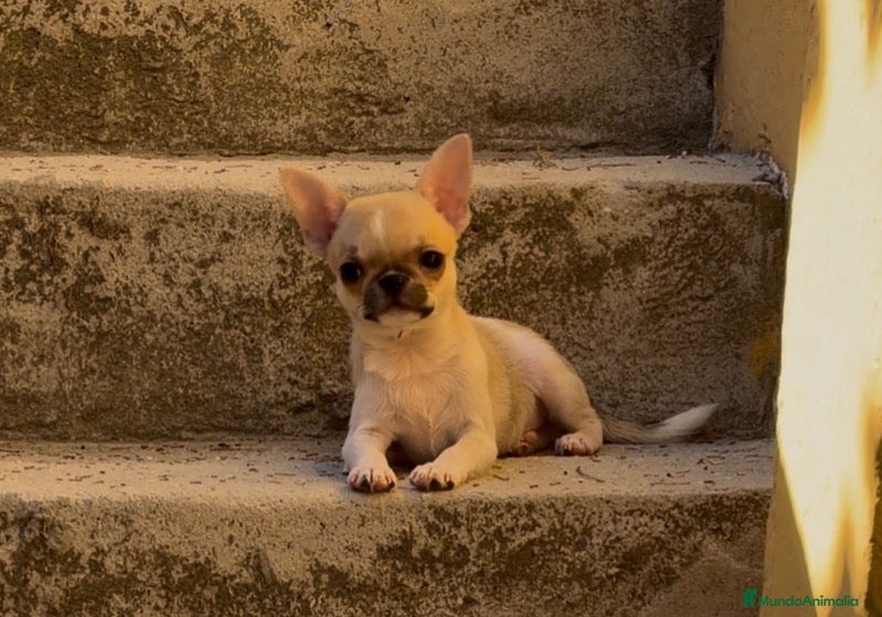 Chihuahua perros Chihuahua cabeza de manzana  - Anuncio 1