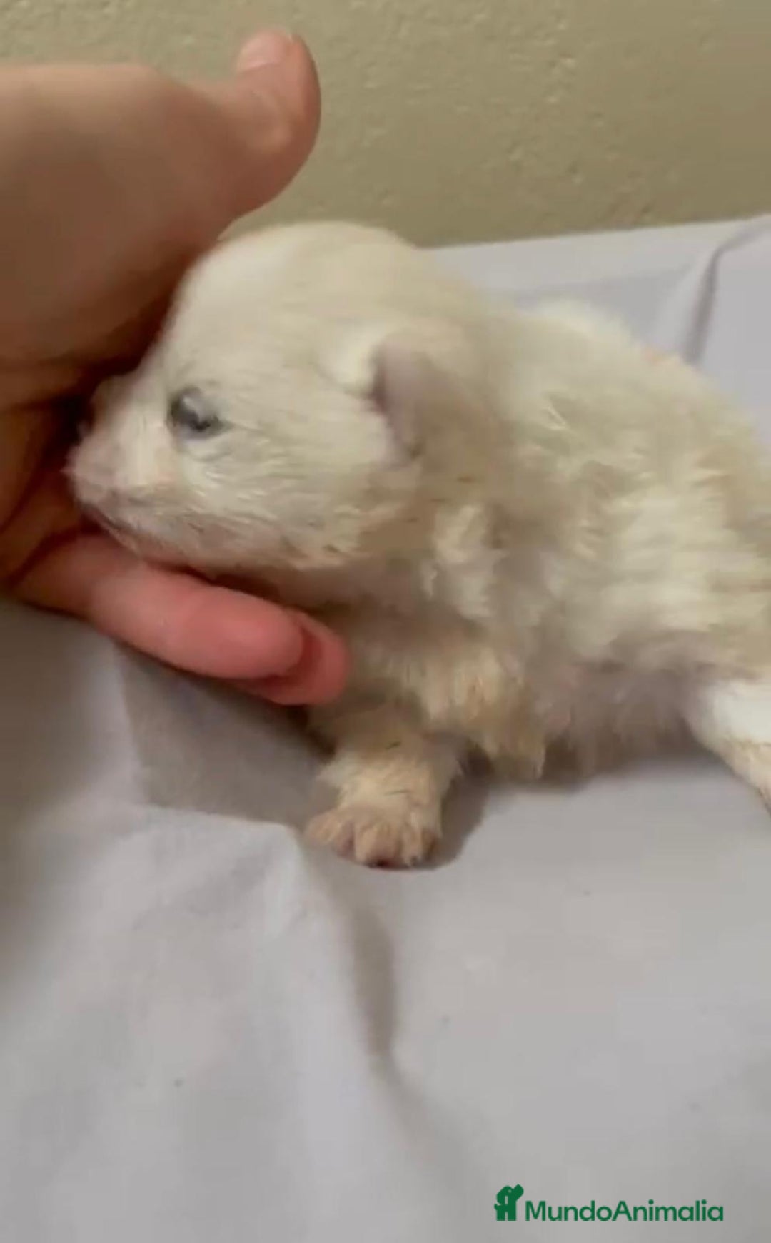 Pomerania perros en venta: Lulu pomerania toy - Anuncio 11