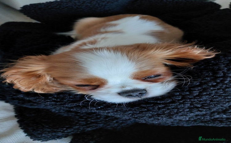 Cavalier King Charles Spaniel perros - Anuncio 14