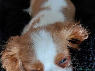 Cavalier King Charles Spaniel perros - Anuncio 25