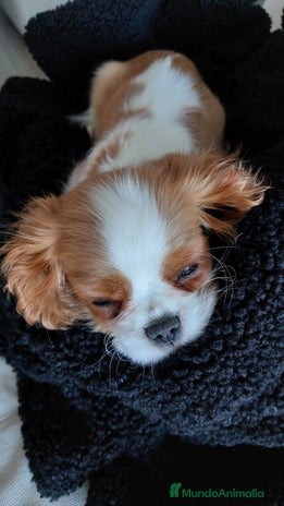 Cavalier King Charles Spaniel perros - Anuncio 4
