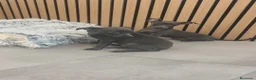 Pequeño Lebrel Italiano perros en venta: Pequeño Lebrel Italiano Macho y Hembra  - Anuncio 6