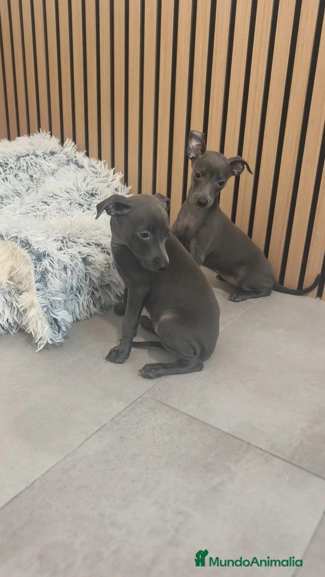 Pequeño Lebrel Italiano perros en venta: Pequeño Lebrel Italiano Macho y Hembra  - Anuncio 6