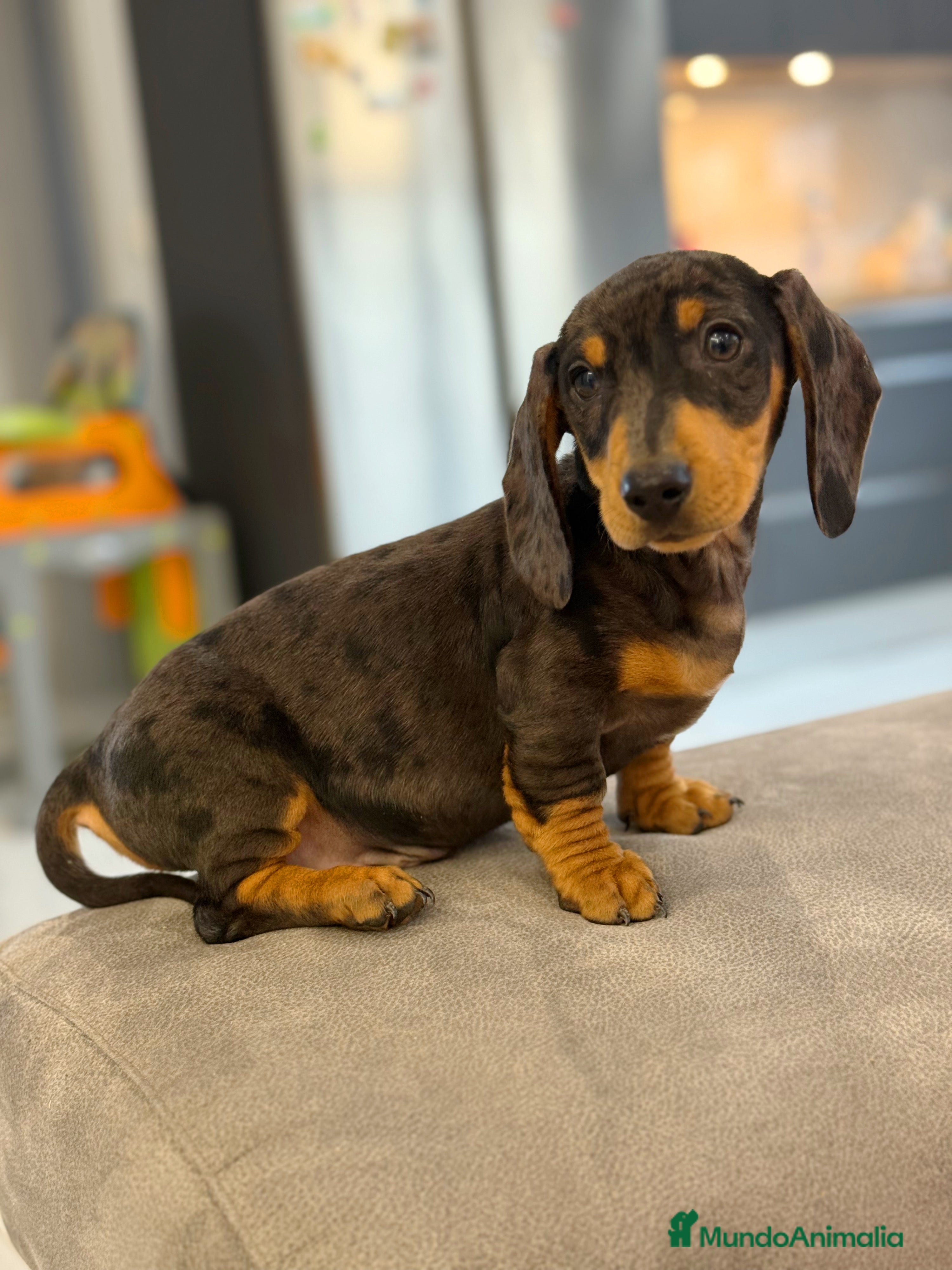 Teckel Miniatura perros Teckel kanichen macho arlequín plata - Anuncio 4