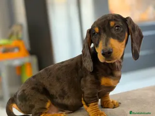 Teckel Miniatura perros Teckel kanichen macho arlequín plata - Anuncio 14