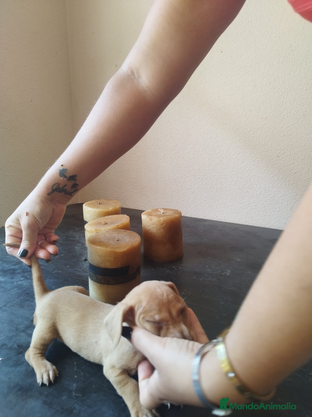 Teckel perros en venta: TECKEL HEMBRA. CALIDAD Y SELECCIÓN  - Imagen 2