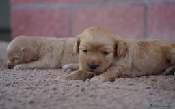 Maltipoo perros en venta: ✨ Tres pequeñas Maltipoo · 🐶 20 días de vida - Imagen 9