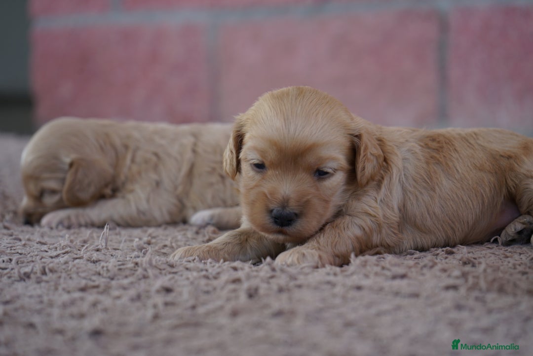 Maltipoo perros en venta: ✨ Tres pequeñas Maltipoo · 🐶 20 días de vida - Imagen 9