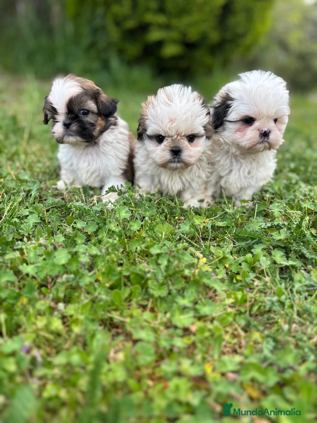 Shih Tzu perros en venta: Shih tzu - Anuncio 8