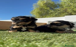 Raza Mixta perros en venta: YORKIPOO - Imagen 15