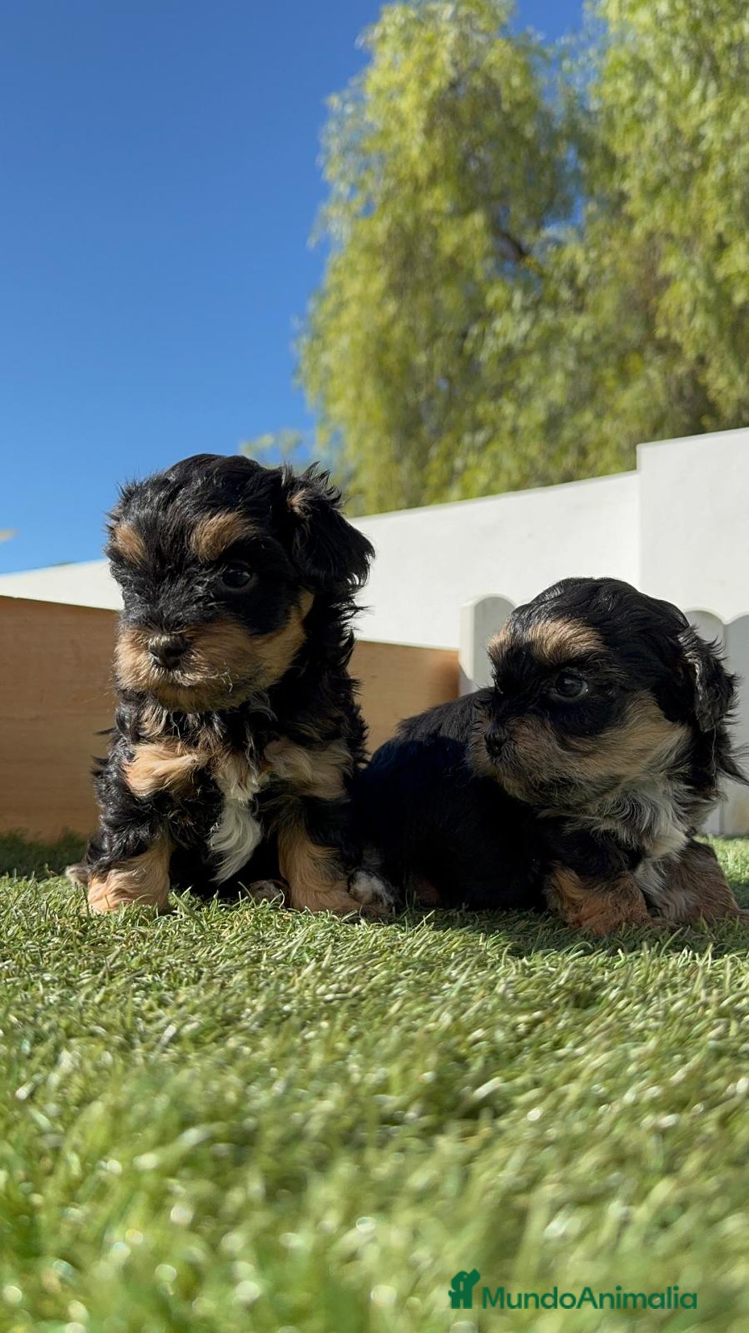 Raza Mixta perros en venta: YORKIPOO - Imagen 15