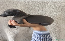 Pequeño Lebrel Italiano perros en venta: Pequeño lebrel Italiano Piccolo  - Imagen 4
