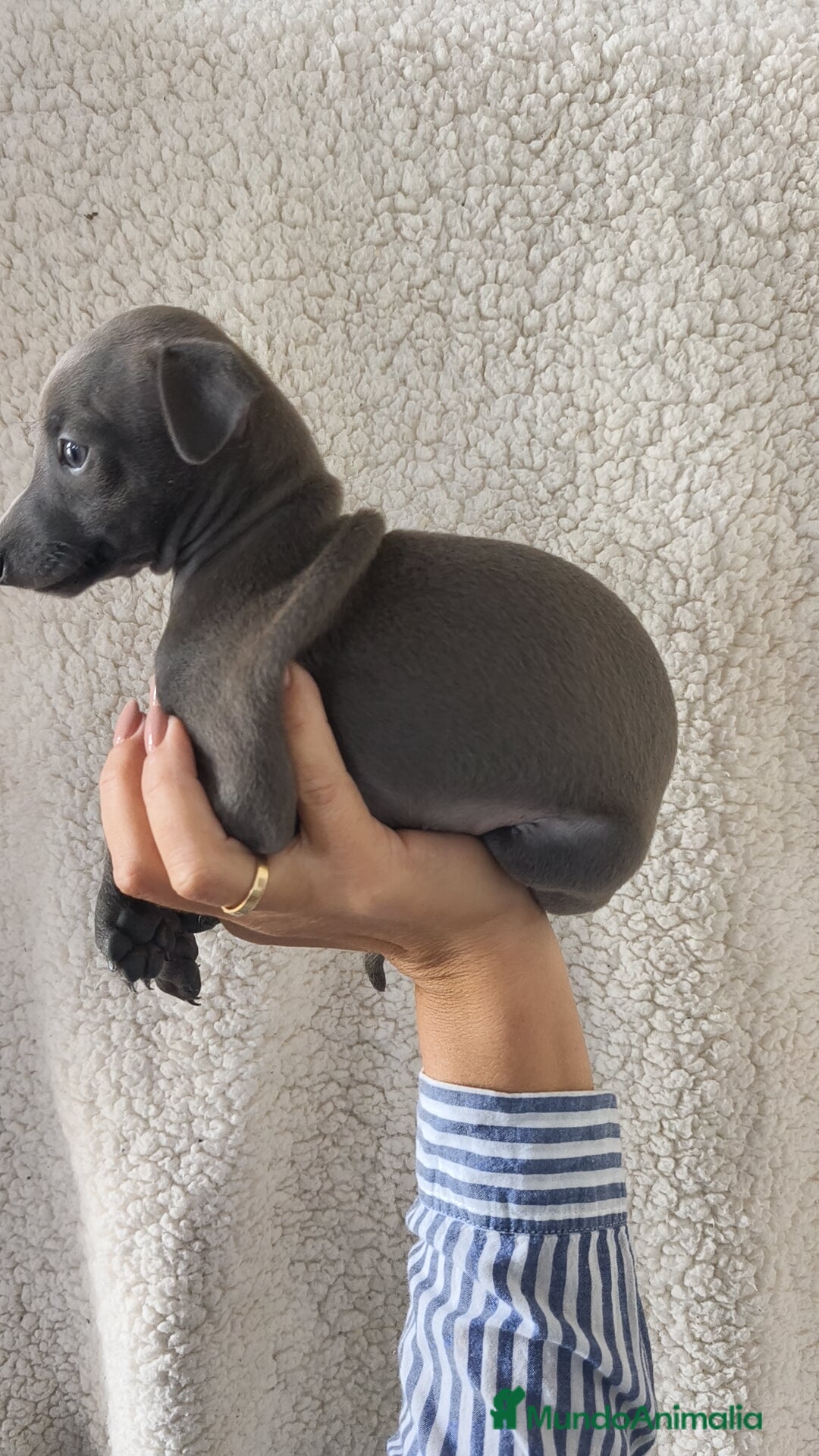 Pequeño Lebrel Italiano perros en venta: Pequeño lebrel Italiano Piccolo  - Imagen 4