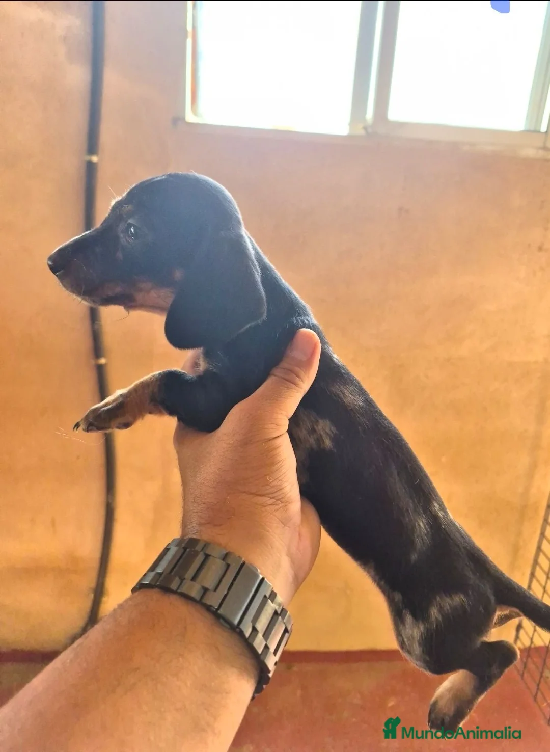 Teckel Miniatura perros en venta: Teckel minis y kanichen maxima calidad - Anuncio 2