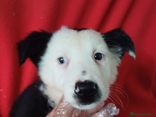 Border Collie perros - Anuncio 5