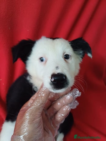 Border Collie perros - Anuncio 3