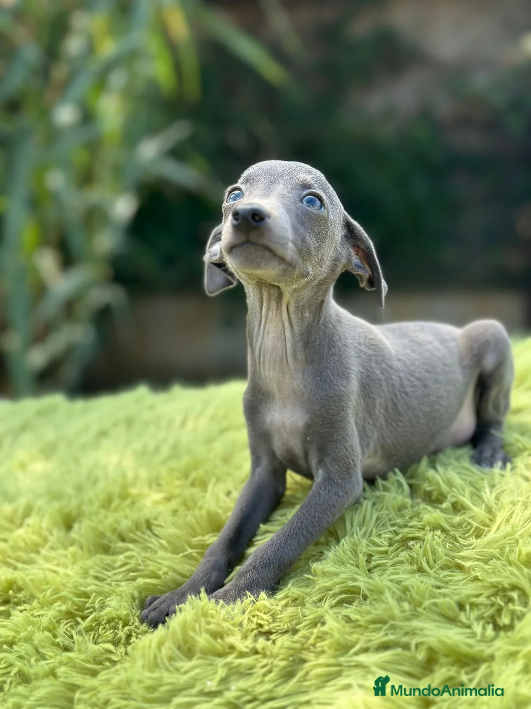 Pequeño Lebrel Italiano perros en venta: Piccolo lebrel italiano  - Anuncio 4