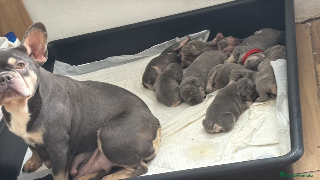 Bulldog Francés perros en venta: Bulldog francés Lilac and tan  - Anuncio 2