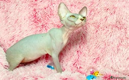 Sphynx gatos en venta: GATITA SPHYNX BLUE/BLANCO - Imagen 3