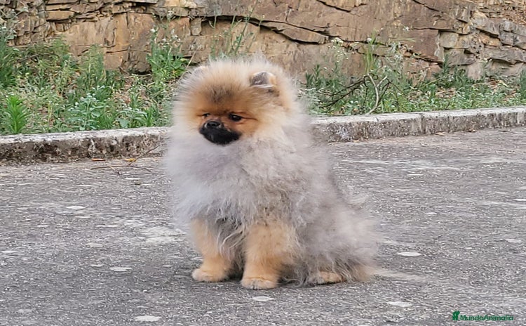 Pomerania perros - Anuncio 11