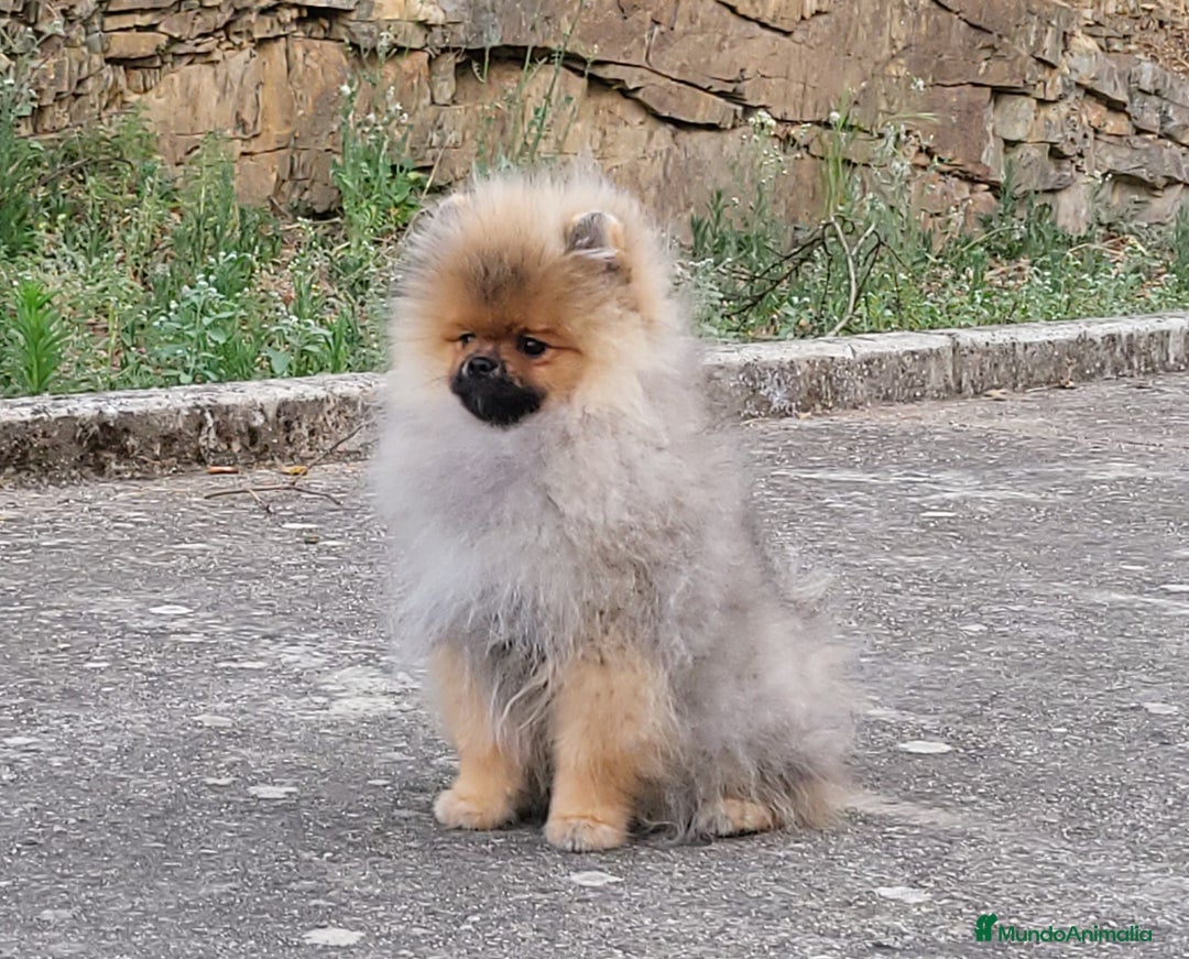 Pomerania perros en venta: Machito de calidad  - Imagen 1
