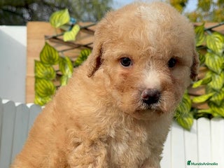 Perro de Agua Español perros PERRO DE AGUA ESPAÑOL - Anuncio 1