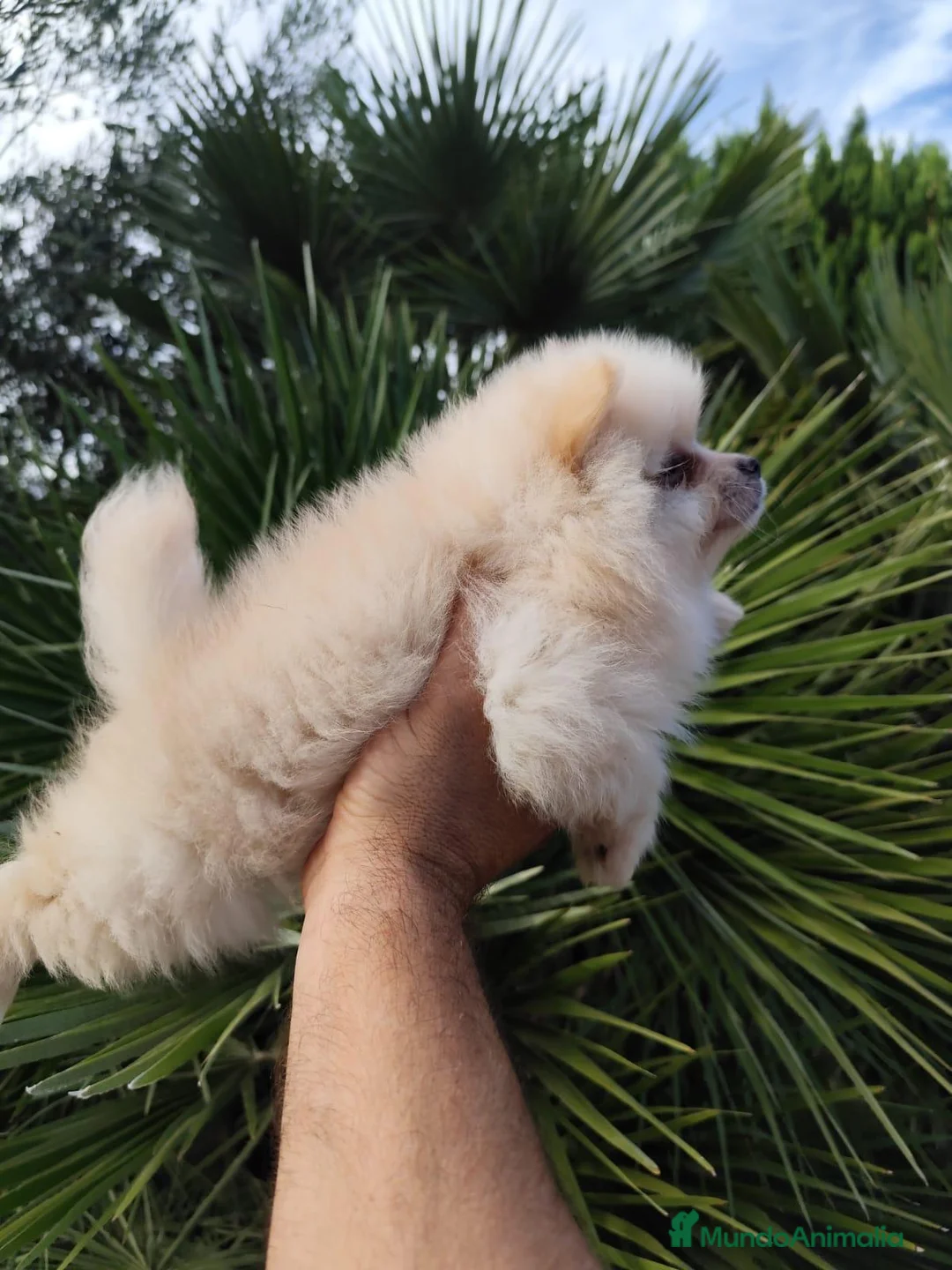 Pomerania perros en venta: Macho y hembra de lulu de pomerania  - Anuncio 2