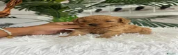 Caniche Toy perros en venta: CANICHE HEMBRA  - Anuncio 11