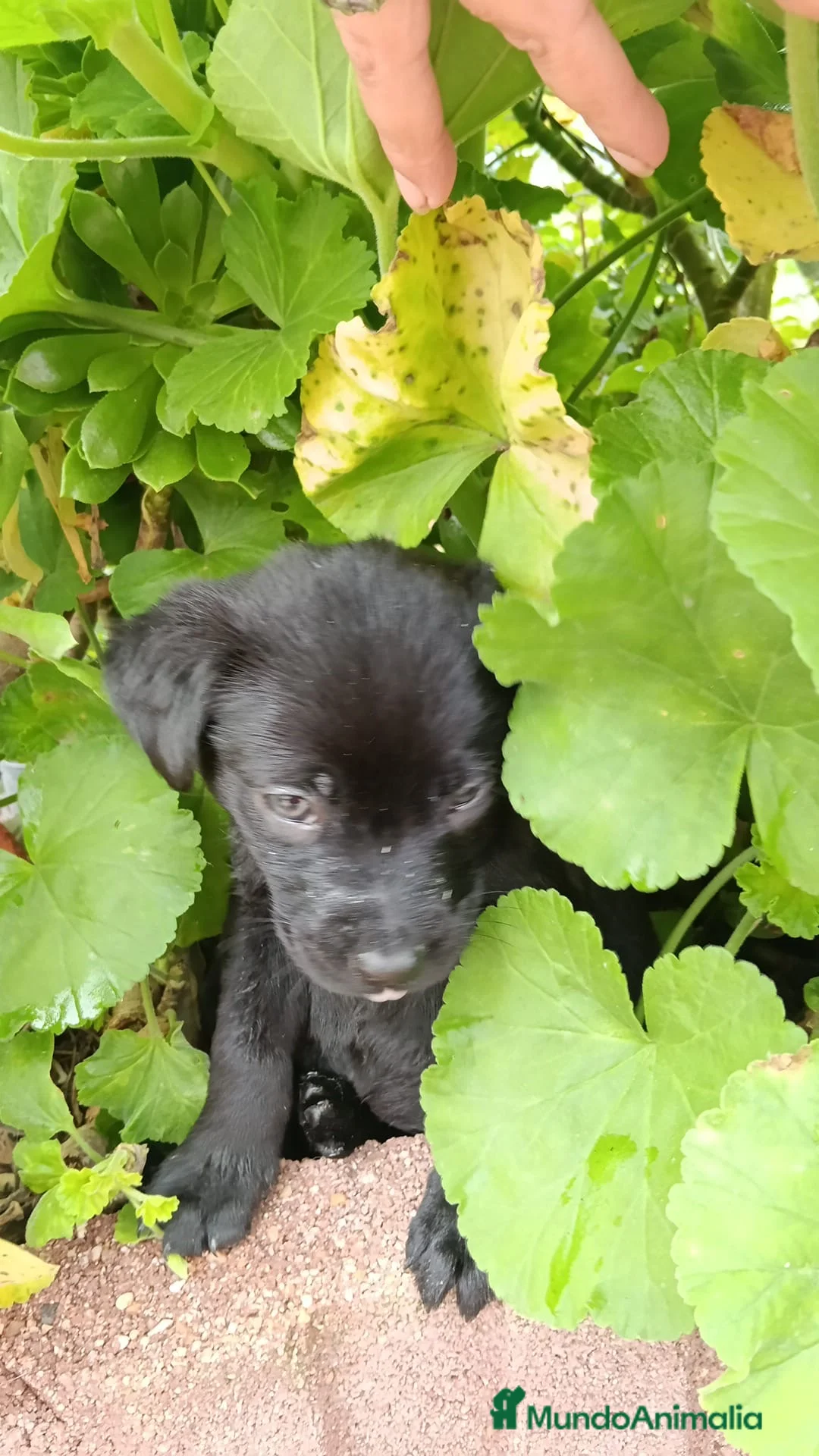 Labrador Retriever perros en venta: Labrador retriever negro - Anuncio 3