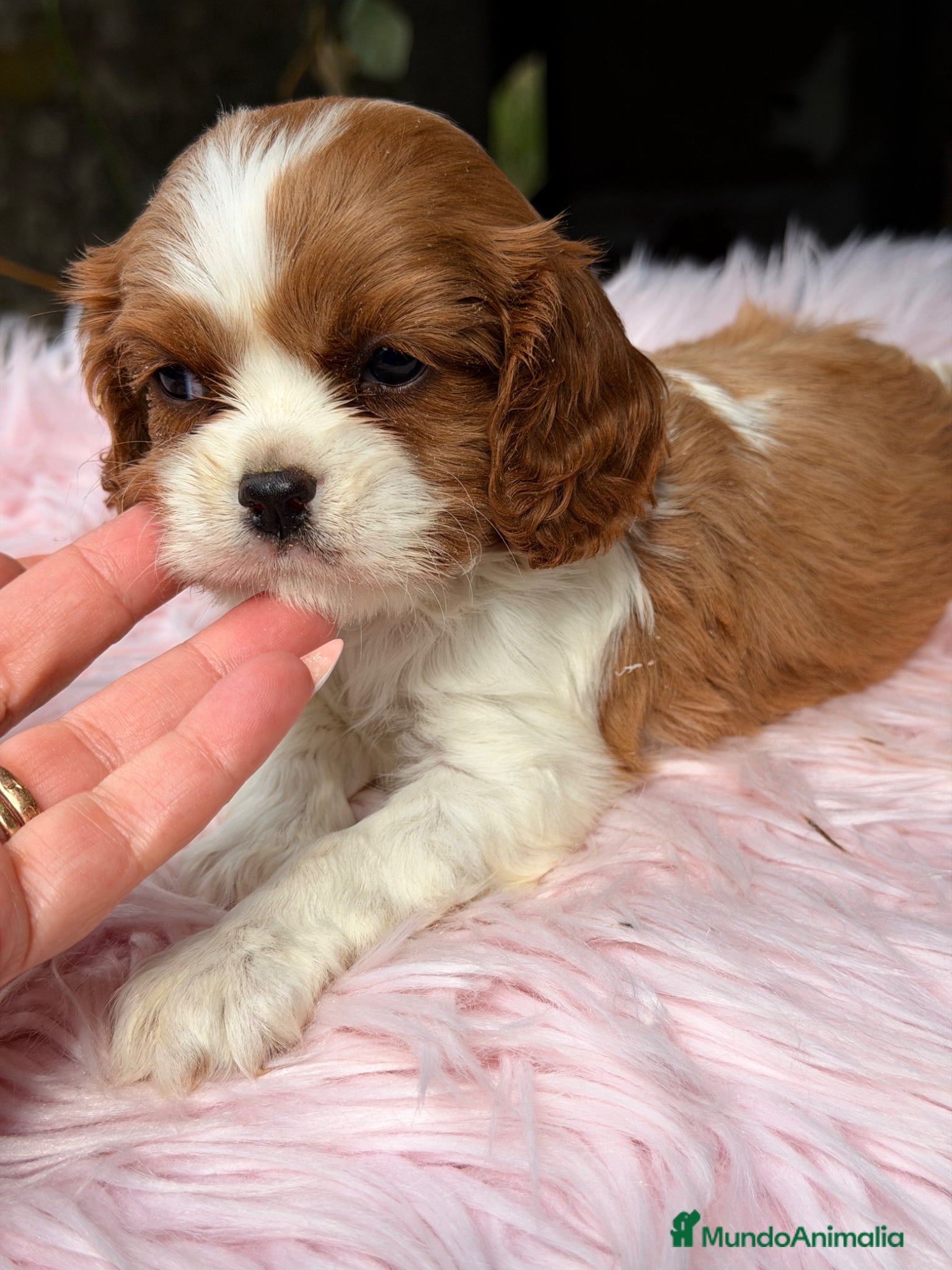 Cavalier King Charles Spaniel perros Cavalier hembra blenheimm - Anuncio 4