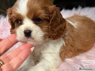 Cavalier King Charles Spaniel perros Cavalier hembra blenheimm - Anuncio 4