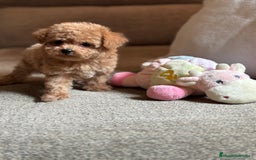 Maltipoo perros en venta: Maltipoo precisa y diminuta !!! - Imagen 7