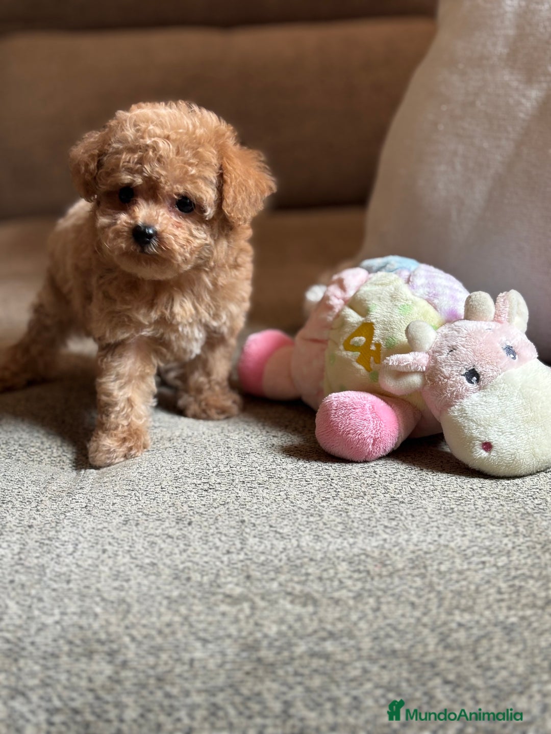 Maltipoo perros en venta: Maltipoo precisa y diminuta !!! - Imagen 7