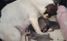 Chihuahua perros en venta: Macho - Imagen 1