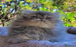 Persa gatos en venta: GATITA PERSA HEMBRA - Anuncio 2