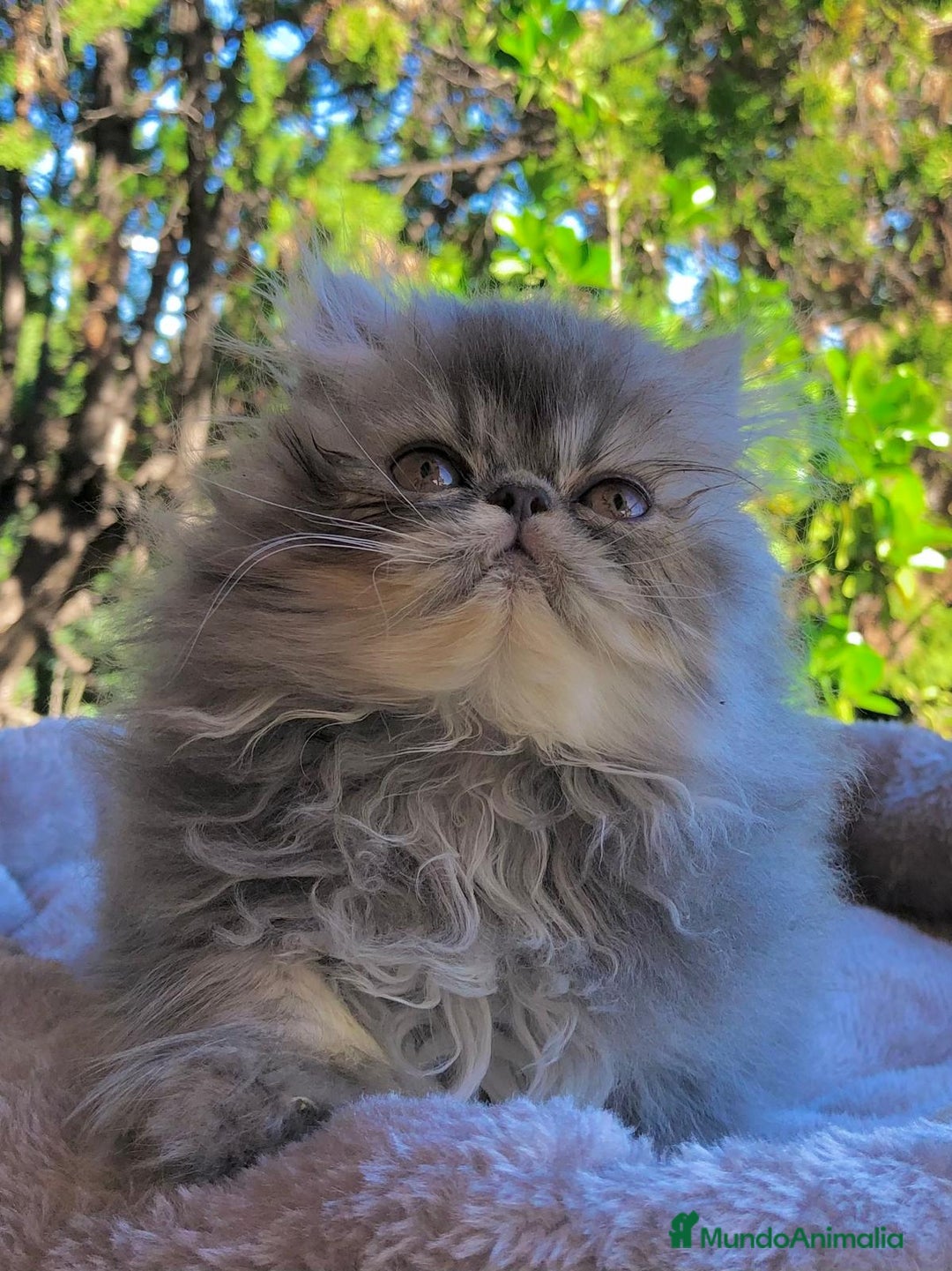 Persa gatos en venta: GATITA PERSA HEMBRA - Anuncio 2