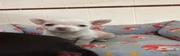 Chihuahua perros en venta: Cachorros machos chihuahuas - Anuncio 6