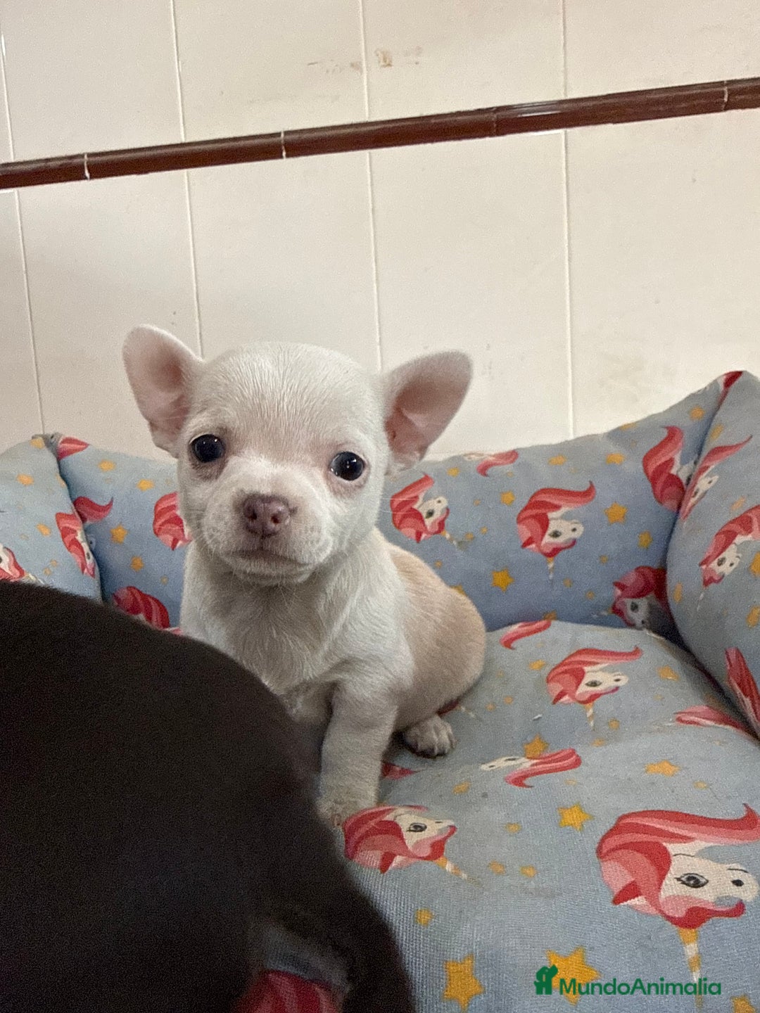 Chihuahua perros en venta: Cachorros machos chihuahuas - Anuncio 6