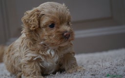 Maltipoo perros en venta: 🍡MOCHI Y YUKI, PEQUEÑAS Y ADORABLES MALTIPOO 🐾 - Imagen 7