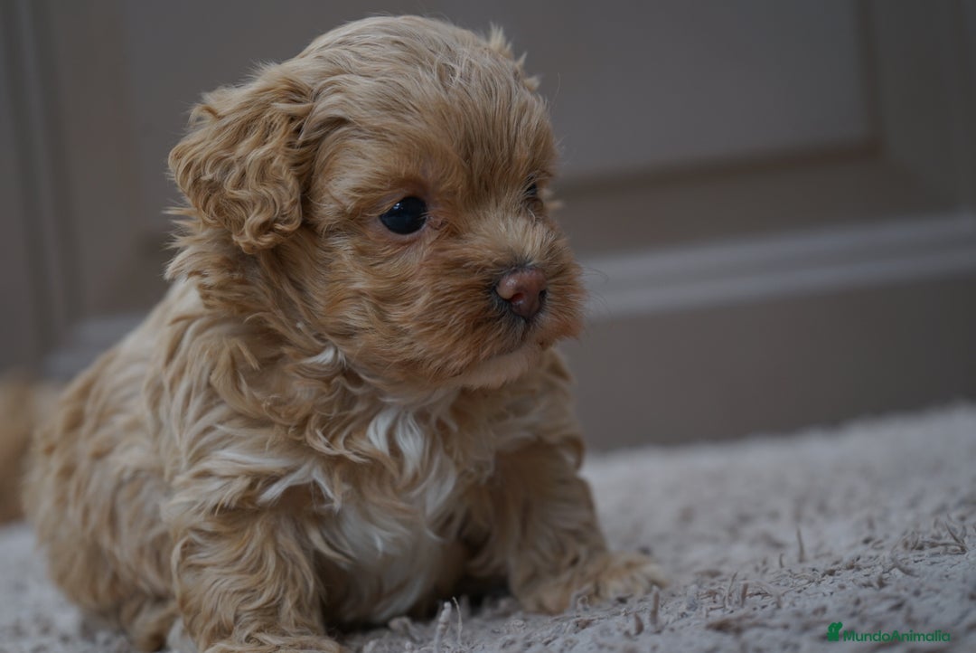 Maltipoo perros en venta: 🍡MOCHI Y YUKI, PEQUEÑAS Y ADORABLES MALTIPOO 🐾 - Imagen 7